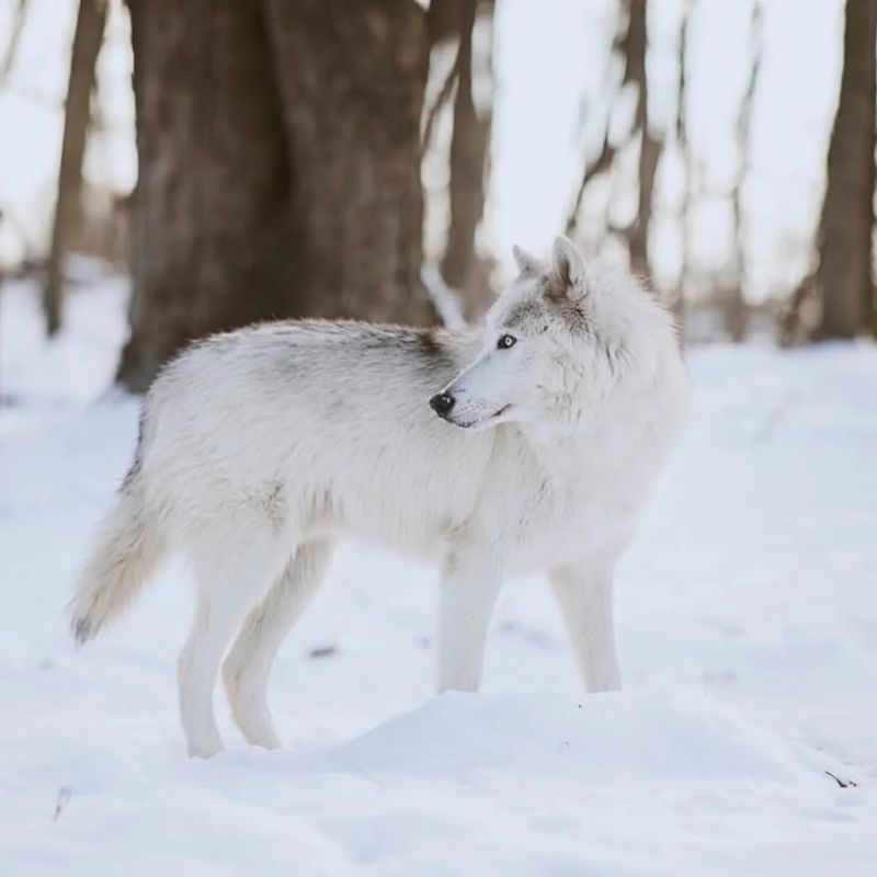 The Mysterious White Coat