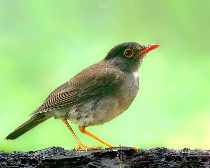 The Nightingale's Nighttime Serenade