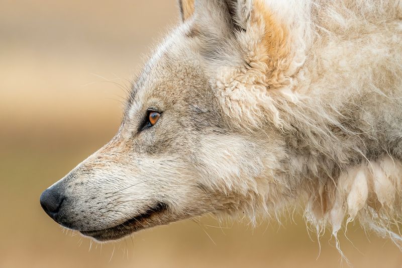 The Nomadic Lifestyle of Arctic Wolves