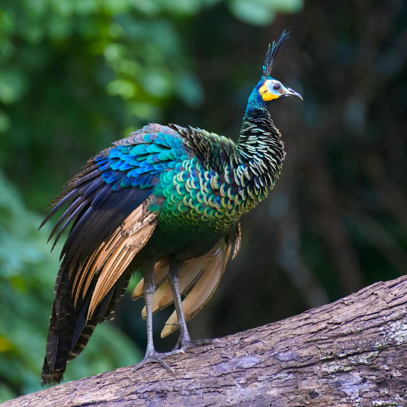 The Peafowl's Parade