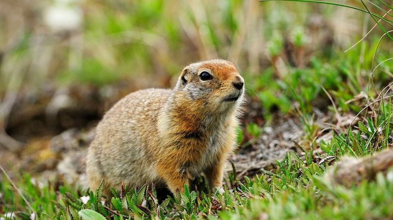 The Peculiar Plight of the Prairie Dog