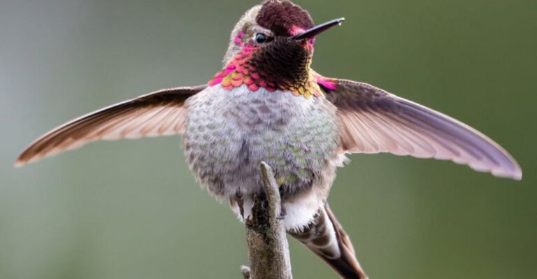 The Planet’s Survival Hinges On These 17 Key Species