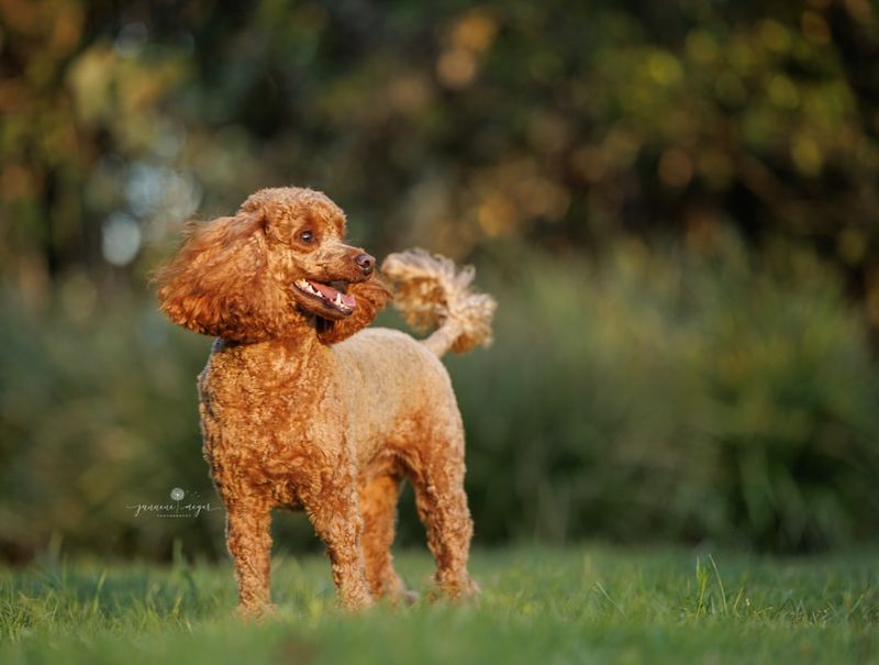 The Poodle's Clever Charm