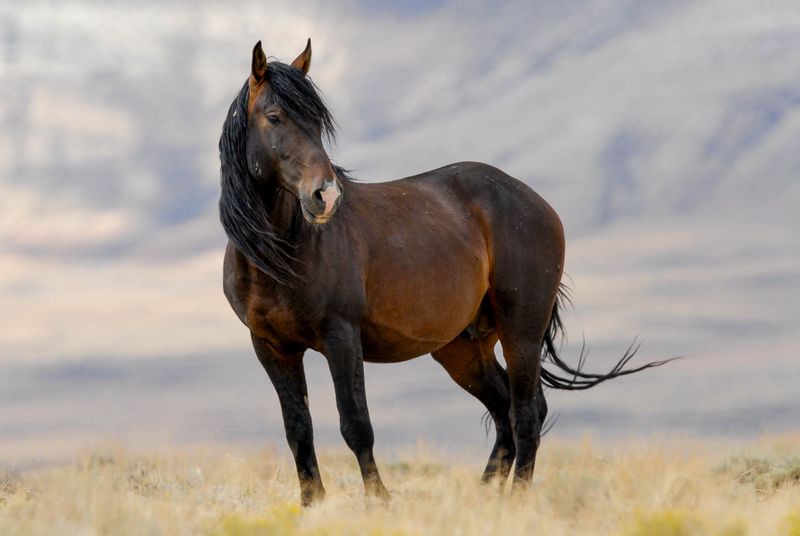 The Pryor Mountain Wild Horses: Icons of Freedom