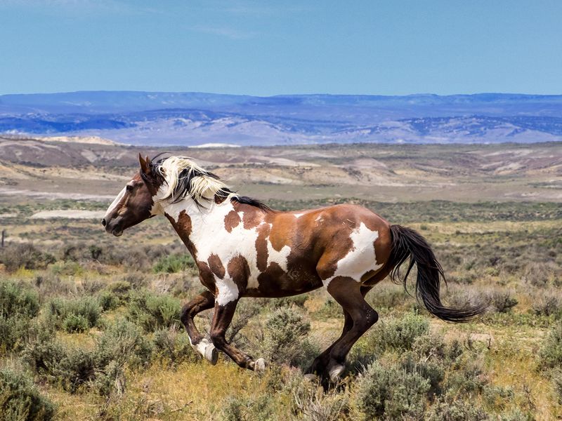 Little Bookcliffs Wild Horse Area, Colorado