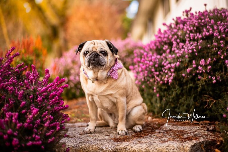 The Pug’s Endearing Expressions