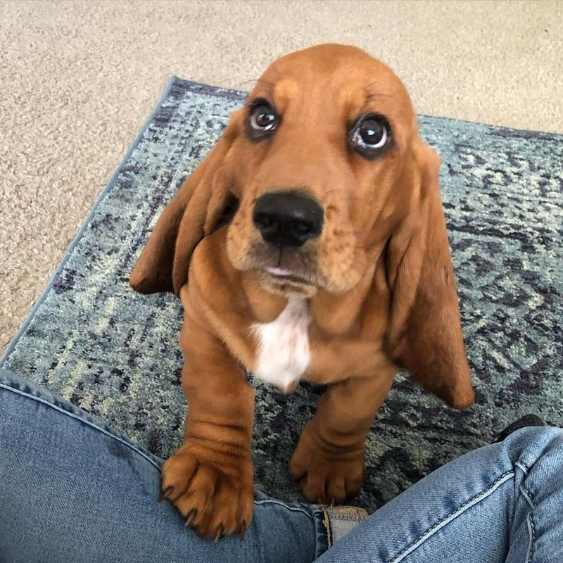 The Quirky Personality of Basset Hounds