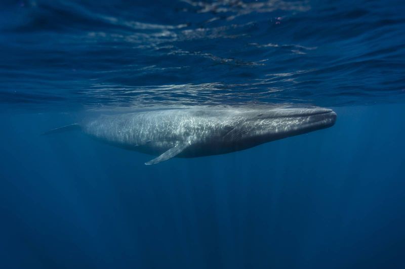 The Record-Breaking Blue Whale