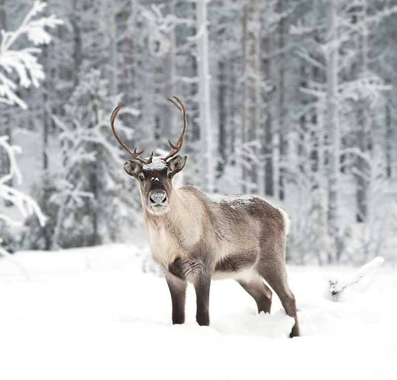 The Reindeer's Role in Climate Research