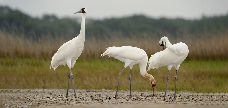 The Remarkable Recovery of the Whooping Crane