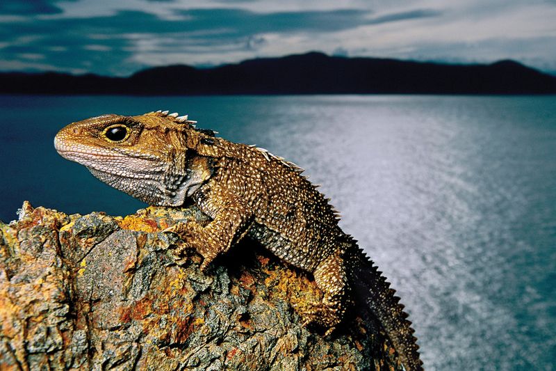 The Resilient Tuatara