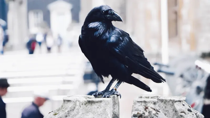 The Riddle of the Raven's Intelligence