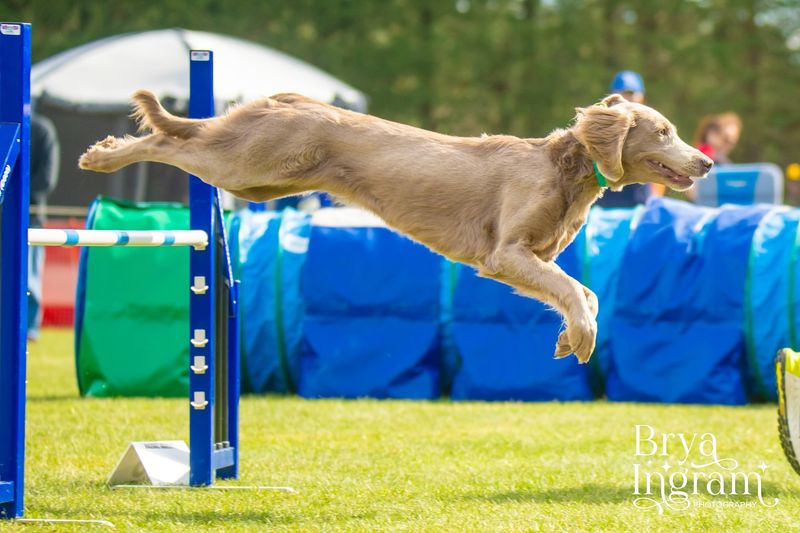 The Rise of Dog Sports