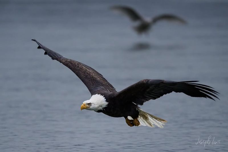 The Role of Bald Eagles in Indigenous Cultures