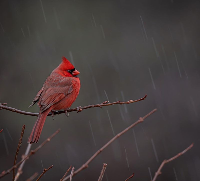 The Role of Cardinals in Different Cultural Beliefs