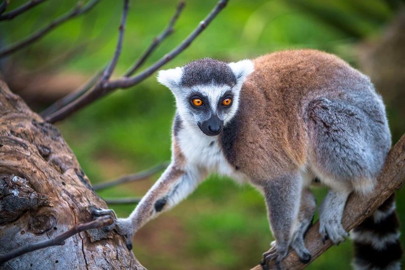 The Role of Lemurs in Ecosystems