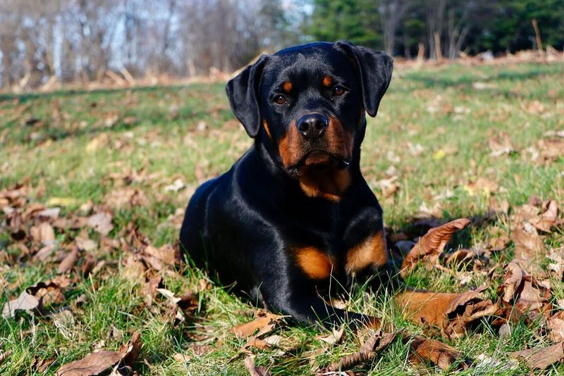 The Rottweiler’s Resilient Loyalty