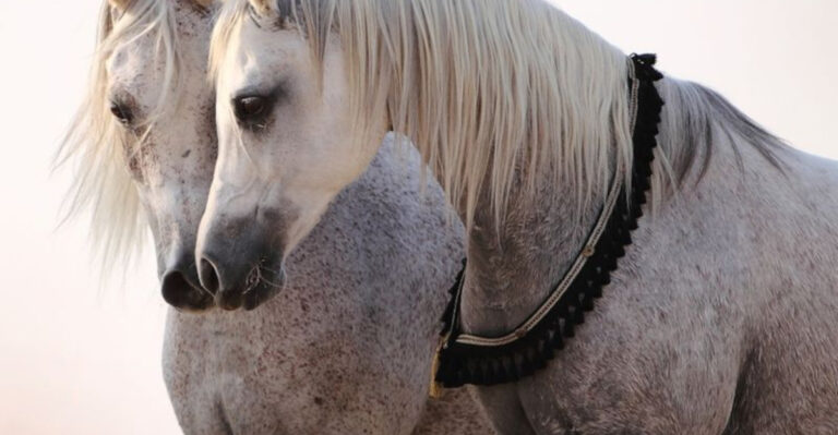 The Science Behind A Horse’s Whinny