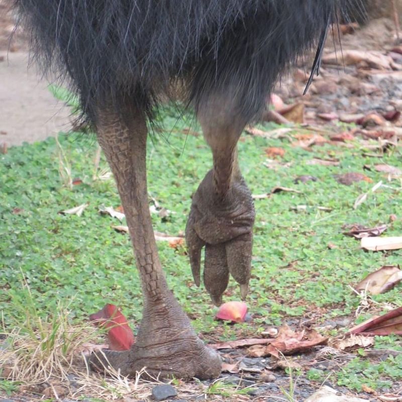 The Science Behind Their Strikes: Cassowary Claws and Kicks