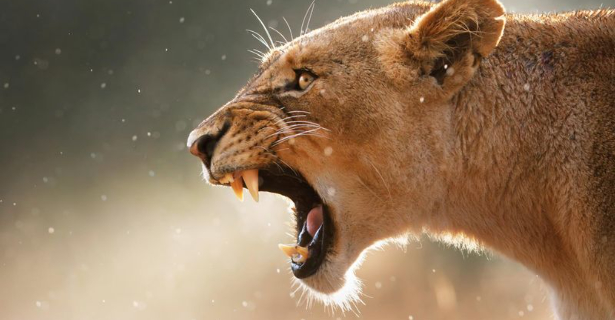 The Science Behind Why Some Big Cats Can Roar While Others Can’t