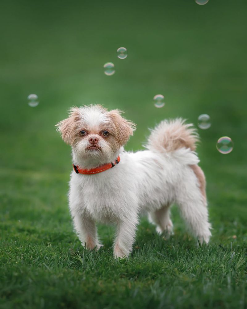 The Shih Tzu's Royal Roots