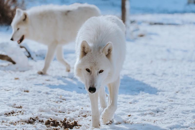 The Social Dynamics of an Arctic Wolf Pack