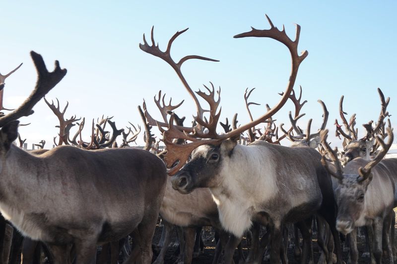 The Social Structure of Reindeer Herds