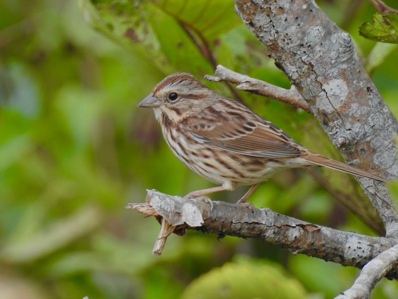 The Song Sparrow's Symphony