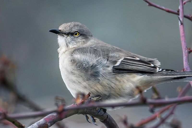 The Spectacular Return of the Northern Mockingbird