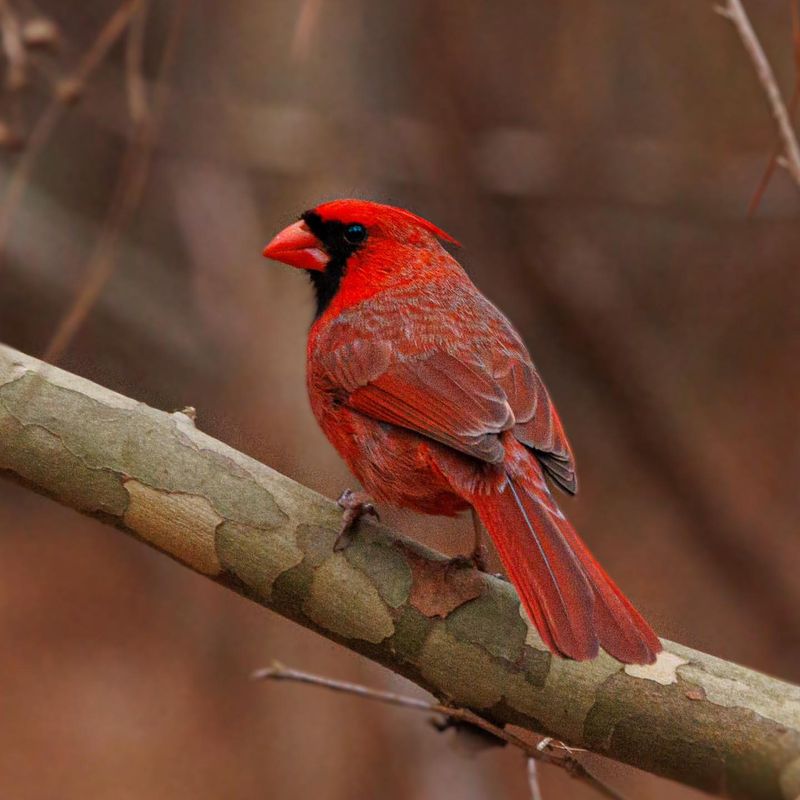 The Spiritual Significance of Cardinals: What They Represent