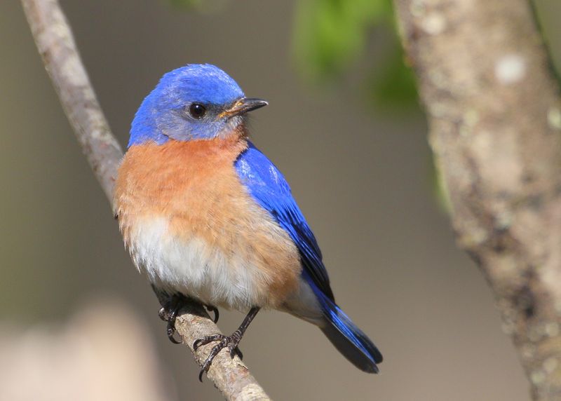 The Sweet Serenade of Bluebirds