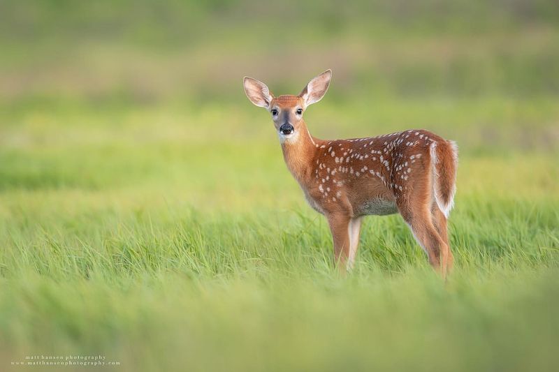 The Tender Fawn