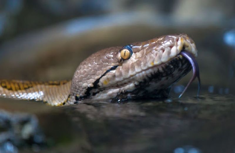 The Titanoboa's Diet