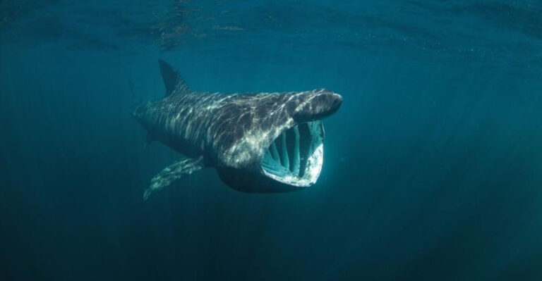 The Top 13 Biggest Sharks In The World