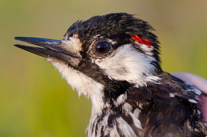 The Triumphant Story of the Red-Cockaded Woodpecker