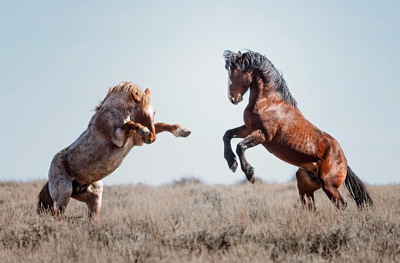 The Unique Mustang Hooves