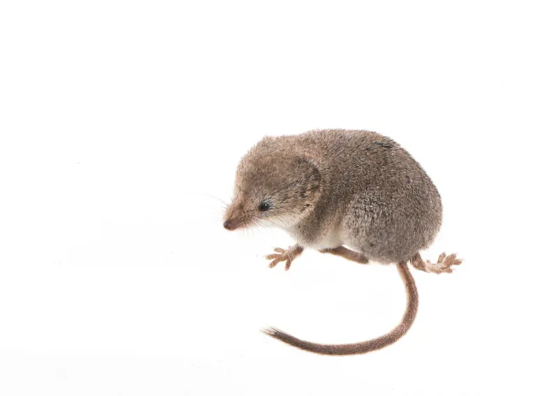 The Unseen Shrew - A Photographic Breakthrough