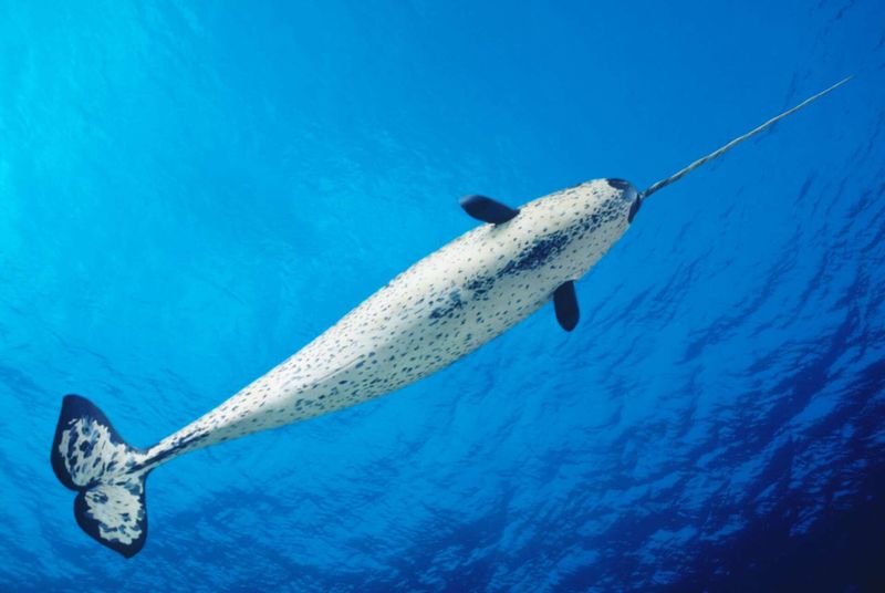 The Unsolved Mystery of the Narwhal's Tusk