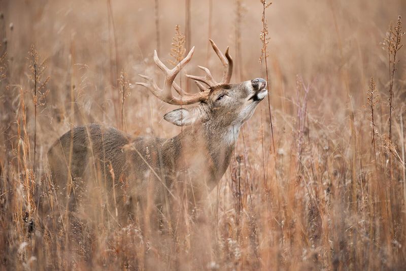 The Vanishing Whitetail Deer