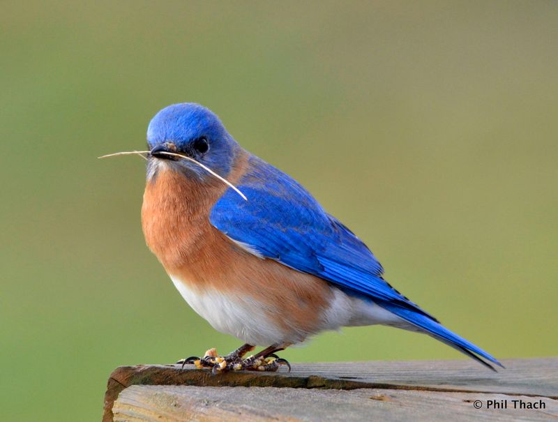 The Vibrant Plumage of Bluebirds