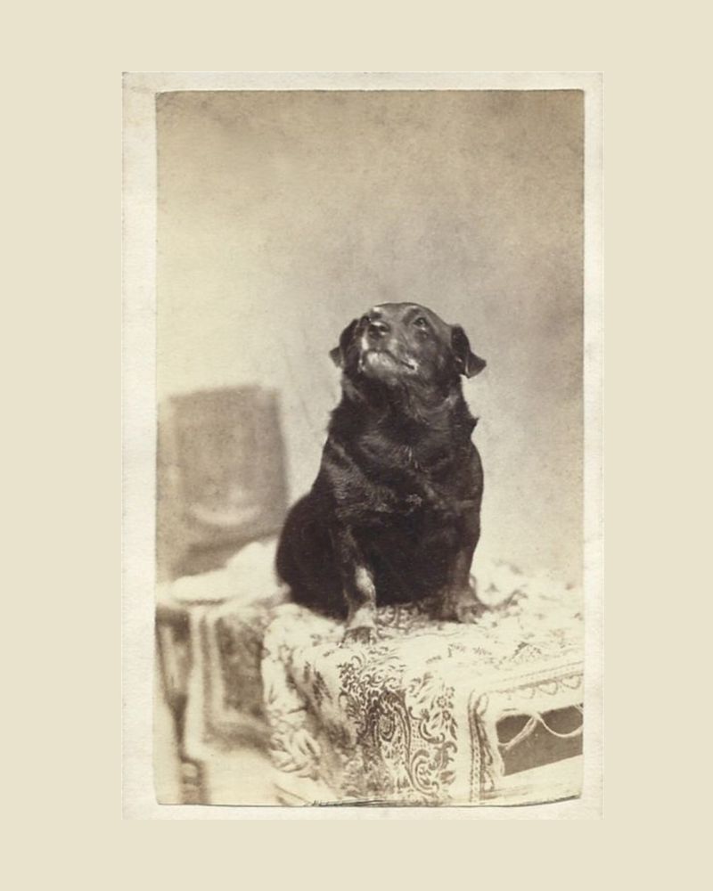 The Victorian Era's Canine Revolution