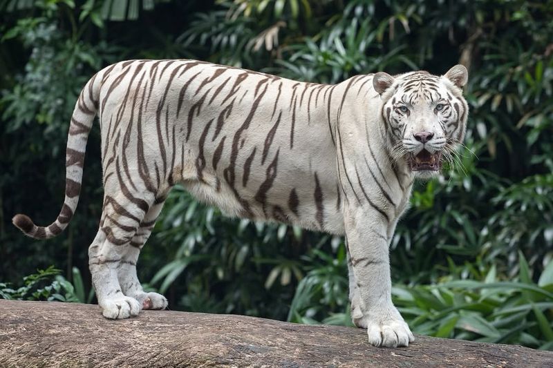 The White Tiger