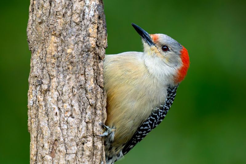 The Woodpecker's Drum