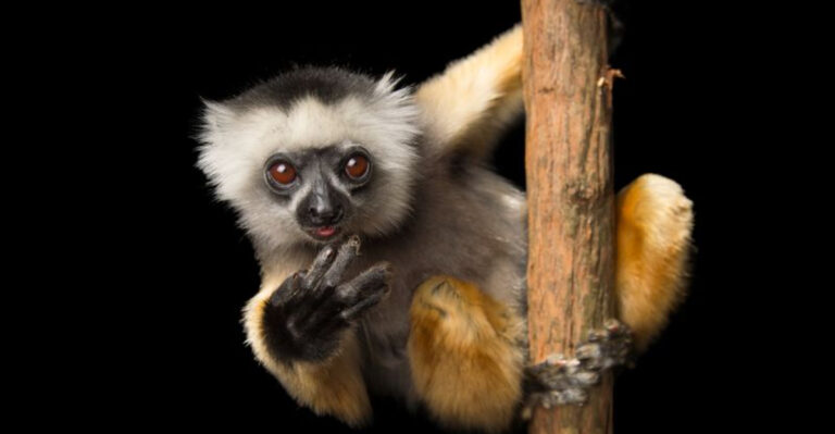 The World's 15 Most Ridiculously Adorable Wild Animals