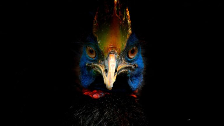 The World's Most Dangerous Bird And How To Escape It