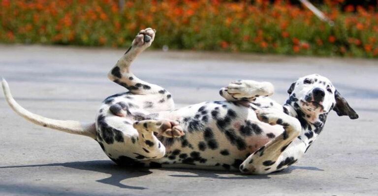 The Worst-Behaved Dog Breeds In The World, According To Data