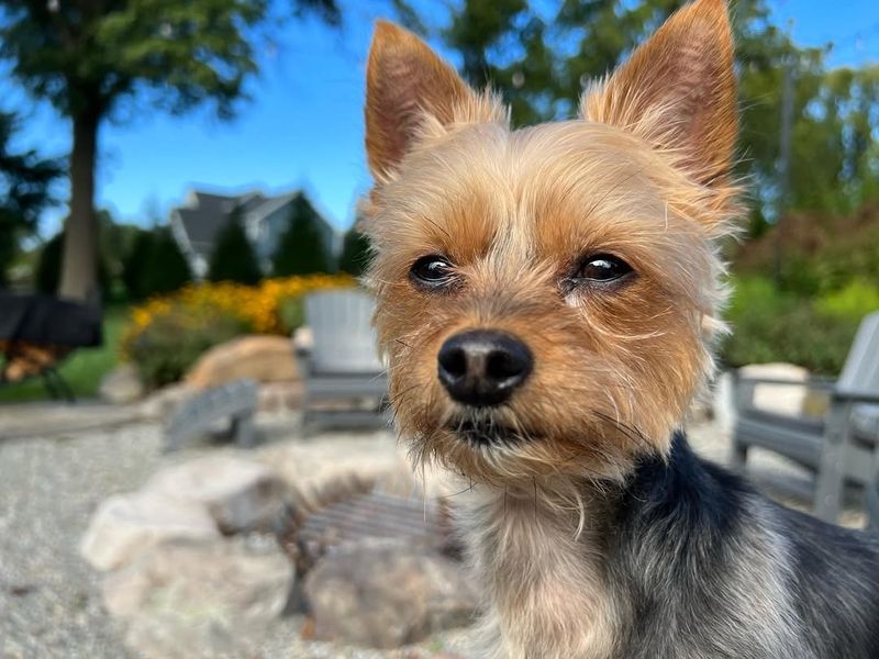 The Yorkshire Terrier’s Spirited Sass