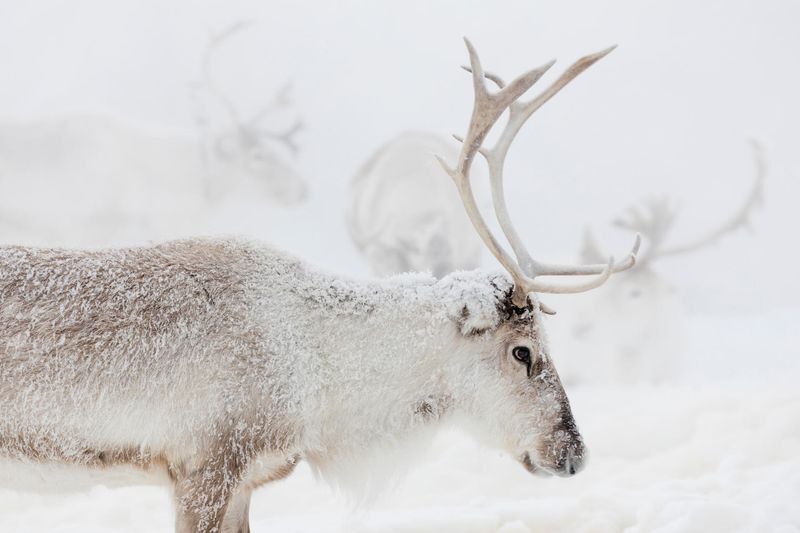 Their Fur Changes with Seasons