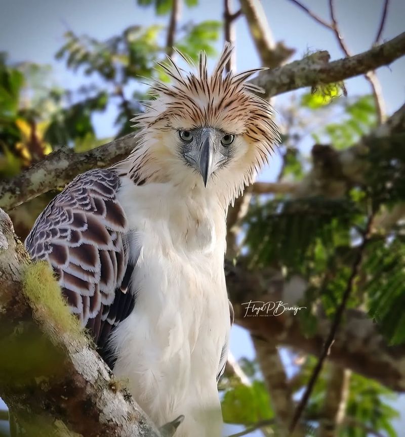 There’s A Special Philippine Eagle Foundation (PEF) Working To Save Them