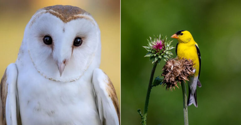 These 15 Birds Make My Mornings Worth Waking Up For
